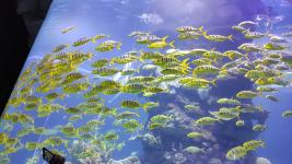 武汉东湖海洋世界